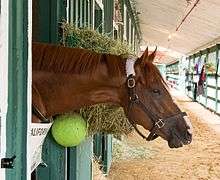 California Chrome sticking his head and neck out of a stall