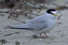 a small grey tern with a black cap and white forehead