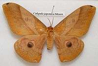 Pinned specimen of female moth showing filamentous antennae.