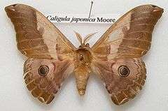 Pinned specimen of male moth having feathery antennae.