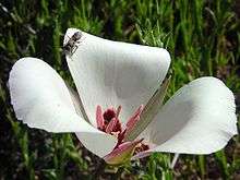 Flower of Calochortus, an example of Calochortoideae