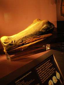 A color photograph of an alligator head carved out of wood and painted, presented behind glass in a museum