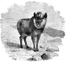 Black-and-white illustration of a goat-antelope on a rocky hilltop.