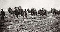 A photo of Bulgarian military transport camels in 1912
