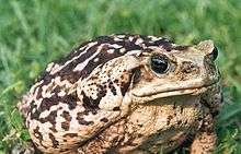 A large, adult cane toad, showing the light colouration present in some specimens of the species