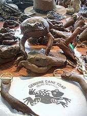 A selection of cane toad merchandise, including key rings made from their legs, a coin purse made from the head, front limbs and body of a toad, and a stuffed cane toad
