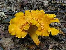 A large, golden-coloured mushroom with an irregular cap growing from leaflitter