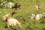 goats of different colours at pasture