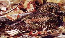 A cryptically-patterned bird sits on the ground among leaves, blending into them astonishingly well.