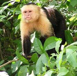 Capuchin monkey standing on four limbs amongst leaves; the monkey has a white face, head and chest and is black elsewhere