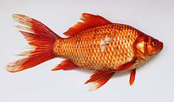 An orange coloured fish, facing right