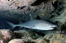 Photo of a whitetip reef shark, a slender gray fish with a short head and white tips on its dorsal and caudal fins, resting inside a coral cave