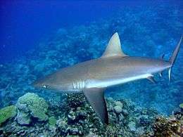 Photo of long-finned shark, swimming