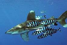 Shark accompanied by group of fish with black and white vertical stripes and split tail fin