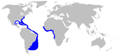 a world map with blue outlines along the eastern coast of the Americas from New England to a large patch off Argentina, and along the western coast of Africa from Senegal to Namibia
