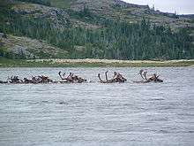 A herd of Cariboo crossing a remote river.