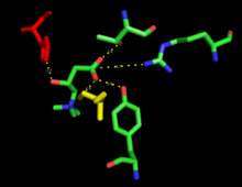 A pymol cartoon of carnitine interacting with five residues of carnitine acetyltransferase