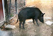 An Ossabaw hog