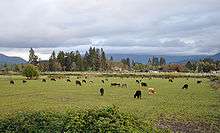 About 50 cattle are grazing in a green field under a cloudy sky. Buildings and trees are visible in the middle distance and beyond them hills or mountains.