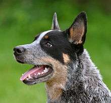 Blue Cattle dog with a black spot over its eye