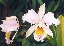 Two orchid blooms, with ruffled, very pale pink petals shading into a deep-yellow throat streaked with lavender