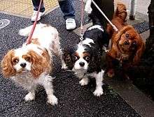 "Three dogs of the same breed on leads, each is a different colour. The left dog is mostly white with brown markings, the centre one is black and white with brown eyebrows, and the dog on the right side is a deep shade of ruby red."