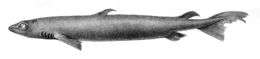 Black and white drawing of a dogfish from the side