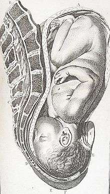 a fetus is depicted head-down and facing the mother's spine.