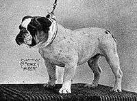A greyscale photograph of a bulldog facing left