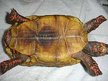 Plastron view of an adult male red-footed tortoise showing pale coloration and central darker markings, male tail and anal scutes, and plastron indentation