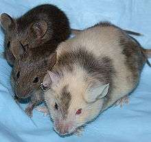 A mouse with a white coat blotched with brown is shown on the right, with two smaller brown mice to the immediate left.