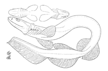 Line drawing of a frilled shark curled on its side, with insets depicting dorsal and ventral views of the head, and of two teeth