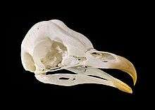 an owl's skull with the beak attached