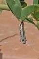 Chrysalis (pupa) of Tawny Coster (হরিনছড়া) (Acraea terpsicore) WLB DSC 0009.jpg