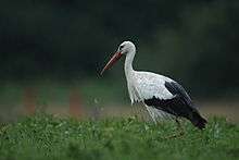 large black and white stork