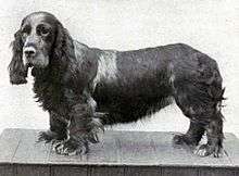 "A greyscale photo of a long low spaniel in black and grey, the dog is facing left but has turned its head slightly towards the camera.