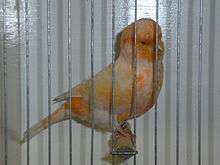 Clear buff Australian plainhead canary
