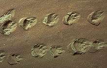 Indentations of roundish footprints with claw or toe marks in tan-colored rock