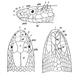 Line diagram showing scales of the head of a snake. Three views are shown with the top view on left, underview on right and the sideview above the other two views.