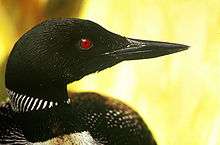 The head and neck of a black bird with white patterns and a red eye.