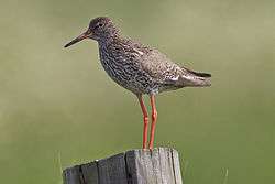 Common redshank standing on a post