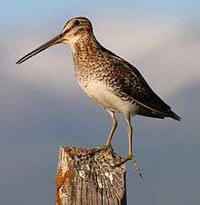 A brownish bird with long legs and a long beak stands on a fence post