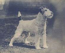 A greyscale photograph of a curly-haired terrier, facing right.