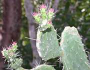 Close-up of flowering cactus pads