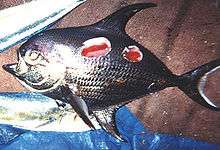 a silvery fish with round concavities gouged from its side