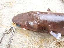 dorsal view of the front part of a small shark