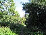 Path in Coppett's Wood