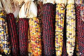 Maize cobs in different colours