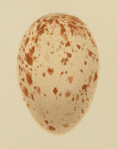 cream-coloured egg with red-brown blotches