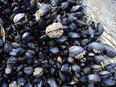 Mussels in Cornwall